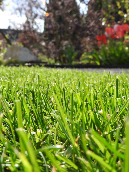 L'entretien de vos gazons